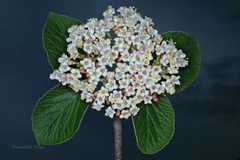 Viburnum cotinifolium